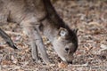 Sika deer cervus nippon Royalty Free Stock Photo