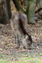 Sika deer cervus nippon Royalty Free Stock Photo