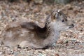 Sika deer cervus nippon Royalty Free Stock Photo