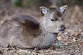 Sika deer cervus nippon Royalty Free Stock Photo