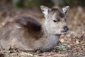 Sika deer cervus nippon Royalty Free Stock Photo