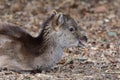 Sika deer cervus nippon Royalty Free Stock Photo