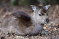 Sika deer cervus nippon Royalty Free Stock Photo