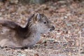 Sika deer cervus nippon Royalty Free Stock Photo