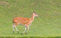 Sika deer (Cervus Nippon) running Royalty Free Stock Photo