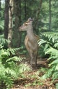 Sika deer, Cervus nippon Royalty Free Stock Photo