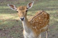 Sika deer, Cervus nippon, the spotted deer, the Japanese deer. Wildlife and animal photo Royalty Free Stock Photo