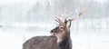 Sika deer ,  Cervus nippon, spotted deer  Macro portrait,   in the snow on a white background Royalty Free Stock Photo