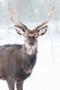 Sika deer ,  Cervus nippon, spotted deer  Macro portrait,   in the snow Royalty Free Stock Photo