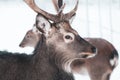 Sika deer ,  Cervus nippon, spotted deer  Macro portrait,   in the snow on a white Royalty Free Stock Photo