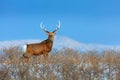 Sika deer, Cervus nippon yesoensis, in the snow meadow, winter mountains and forest in the background. Animal with antler in the