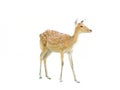 Sika deer, Cervus nippon Royalty Free Stock Photo