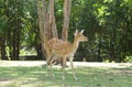 Sika deer, Cervus nippon Royalty Free Stock Photo