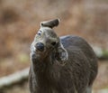 Sika Deer close Up shake Royalty Free Stock Photo