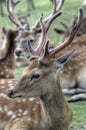 Sika Deer