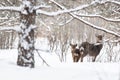 Sika deer, doe and fawn in the winter forest Royalty Free Stock Photo