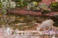Sika deer drinking water in autumn