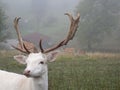 Sika deer European