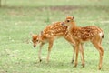 Sika deer fawn Royalty Free Stock Photo