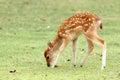 Sika deer fawn Royalty Free Stock Photo