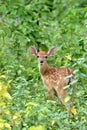 Sika deer fawn