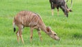 Sika deer fawn eating grass