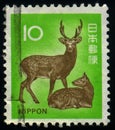 Sika deer and fawn, Japan, circa 1982