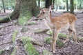 Sika Deer Fawn Royalty Free Stock Photo