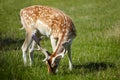 Sika deer feeding on green grass Royalty Free Stock Photo