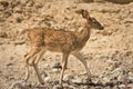 Sika Deer female