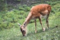 Sika deer female eating grass Royalty Free Stock Photo