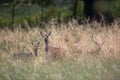 Female Sika deer with fawn in a forest in Denmark, Europe Royalty Free Stock Photo