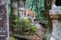 Sika Deer in the forest near Kasugataisha Kurumayadori temple Royalty Free Stock Photo