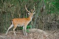 Sika deer in forest