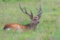 Sika deer in the grass. Parc de Merlet, France Royalty Free Stock Photo