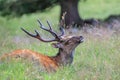 Sika deer in the grass. Parc de Merlet, France Royalty Free Stock Photo