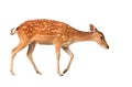 Sika deer isolated