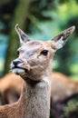 Sika deer (lat. Cervus nippon) a doe Royalty Free Stock Photo