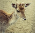 Sika deer (lat. Cervus nippon) doe Royalty Free Stock Photo