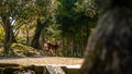 Sika deer live freely in a Japanese Nara Park. Cervus nippon during spring Royalty Free Stock Photo
