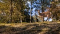 Sika deer live freely in a Japanese Nara Park. Cervus nippon during spring Royalty Free Stock Photo