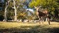 Sika deer live freely in a Japanese Nara Park. Cervus nippon during spring Royalty Free Stock Photo