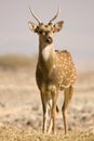 Sika Deer male Royalty Free Stock Photo