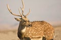 Sika Deer male Royalty Free Stock Photo