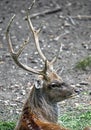 Sika deer male 2 Royalty Free Stock Photo