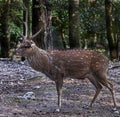 Sika deer male 1 Royalty Free Stock Photo