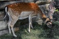 Sika deer male 3 Royalty Free Stock Photo