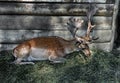 Sika deer male 4 Royalty Free Stock Photo