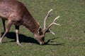 Sika deer male Royalty Free Stock Photo