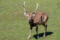 Sika deer male Royalty Free Stock Photo